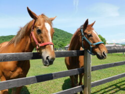 お馬さんに出会う旅