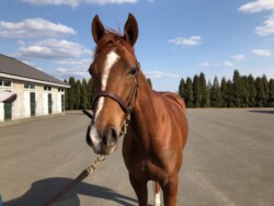 牧場見学レポート